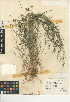  (Eragrostis pectinacea var. pectinacea - CCDB-24955-C07)  @11 [ ] CreativeCommons - Attribution Non-Commercial Share-Alike (2015) SDNHM San Diego Natural History Museum