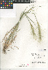  (Elymus elymoides var. brevifolius - CCDB-24955-E05)  @11 [ ] CreativeCommons - Attribution Non-Commercial Share-Alike (2015) SDNHM San Diego Natural History Museum