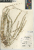  (Elymus trachycaulus subsp. trachycaulus - CCDB-24955-E06)  @11 [ ] CreativeCommons - Attribution Non-Commercial Share-Alike (2015) SDNHM San Diego Natural History Museum