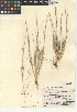  (Hainardia cylindrica - CCDB-24955-E09)  @11 [ ] CreativeCommons - Attribution Non-Commercial Share-Alike (2015) SDNHM San Diego Natural History Museum