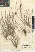  (Muhlenbergia microsperma - CCDB-24955-E12)  @11 [ ] CreativeCommons - Attribution Non-Commercial Share-Alike (2015) SDNHM San Diego Natural History Museum