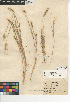  (Hordeum intercedens - CCDB-24955-F10)  @11 [ ] CreativeCommons - Attribution Non-Commercial Share-Alike (2015) SDNHM San Diego Natural History Museum
