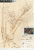  ( - CCDB-24955-G12)  @11 [ ] CreativeCommons - Attribution Non-Commercial Share-Alike (2015) SDNHM San Diego Natural History Museum