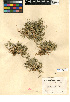  (Crypsis vaginiflora - CCDB-24955-H02)  @11 [ ] CreativeCommons - Attribution Non-Commercial Share-Alike (2015) SDNHM San Diego Natural History Museum