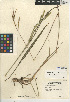  ( - CCDB-24956-A01)  @11 [ ] CreativeCommons - Attribution Non-Commercial Share-Alike (2015) SDNHM San Diego Natural History Museum