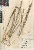  (Stipa coronata - CCDB-24956-A07)  @11 [ ] CreativeCommons - Attribution Non-Commercial Share-Alike (2015) SDNHM San Diego Natural History Museum