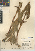  ( - CCDB-24956-A10)  @11 [ ] CreativeCommons - Attribution Non-Commercial Share-Alike (2015) SDNHM San Diego Natural History Museum