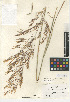  (Stipa miliacea - CCDB-24956-C08)  @11 [ ] CreativeCommons - Attribution Non-Commercial Share-Alike (2015) SDNHM San Diego Natural History Museum