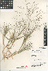  (Panicum hillmanii - CCDB-24956-D01)  @11 [ ] CreativeCommons - Attribution Non-Commercial Share-Alike (2015) SDNHM San Diego Natural History Museum