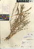  (Setaria verticilliformis - CCDB-24956-D06)  @11 [ ] CreativeCommons - Attribution Non-Commercial Share-Alike (2015) SDNHM San Diego Natural History Museum