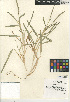  ( - CCDB-24956-D07)  @11 [ ] CreativeCommons - Attribution Non-Commercial Share-Alike (2015) SDNHM San Diego Natural History Museum