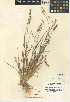  (Setaria pumila subsp. pumila - CCDB-24956-E06)  @11 [ ] CreativeCommons - Attribution Non-Commercial Share-Alike (2015) SDNHM San Diego Natural History Museum