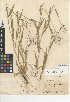  (Panicum acuminatum - CCDB-24956-G01)  @11 [ ] CreativeCommons - Attribution Non-Commercial Share-Alike (2015) SDNHM San Diego Natural History Museum