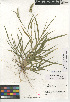  (Setaria adhaerens - CCDB-24956-G06)  @11 [ ] CreativeCommons - Attribution Non-Commercial Share-Alike (2015) SDNHM San Diego Natural History Museum