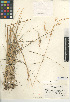  (Stipa pulchra - CCDB-24956-G09)  @11 [ ] CreativeCommons - Attribution Non-Commercial Share-Alike (2015) SDNHM San Diego Natural History Museum