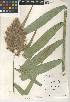  (Phragmites australis subsp. australis - CCDB-24957-C04)  @11 [ ] CreativeCommons - Attribution Non-Commercial Share-Alike (2015) SDNHM San Diego Natural History Museum