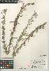  (Cryptantha muricata var. jonesii - CCDB-24957-H06)  @11 [ ] CreativeCommons - Attribution Non-Commercial Share-Alike (2015) SDNHM San Diego Natural History Museum
