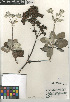  (Eriogonum giganteum giganteum - CCDB-24960-A09)  @11 [ ] CreativeCommons - Attribution Non-Commercial Share-Alike (2015) SDNHM San Diego Natural History Museum