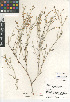  (Eriogonum wrightii var. nodosum - CCDB-24949-A01)  @11 [ ] CreativeCommons - Attribution Non-Commercial Share-Alike (2015) SDNHM San Diego Natural History Museum