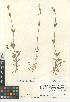  (Cerastium fontanum vulgare - CCDB-24960-E04)  @11 [ ] CreativeCommons - Attribution Non-Commercial Share-Alike (2015) SDNHM San Diego Natural History Museum