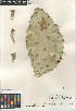  (Opuntia xoccidentalis - CCDB-24960-G04)  @11 [ ] CreativeCommons - Attribution Non-Commercial Share-Alike (2015) SDNHM San Diego Natural History Museum