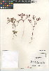  (Chorizanthe fimbriata laciniata - CCDB-24960-H08)  @11 [ ] CreativeCommons - Attribution Non-Commercial Share-Alike (2015) SDNHM San Diego Natural History Museum