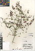  (Scutellaria mexicana - CCDB-24962-A10)  @11 [ ] CreativeCommons - Attribution Non-Commercial Share-Alike (2015) SDNHM San Diego Natural History Museum