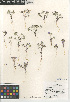  (Eriastrum eremicum - CCDB-24962-B03)  @11 [ ] CreativeCommons - Attribution Non-Commercial Share-Alike (2015) SDNHM San Diego Natural History Museum