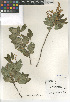  (Quercus agrifolia - CCDB-24962-B06)  @11 [ ] CreativeCommons - Attribution Non-Commercial Share-Alike (2015) SDNHM San Diego Natural History Museum