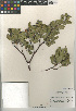 (Arctostaphylos pungens - CCDB-24962-C02)  @11 [ ] CreativeCommons - Attribution Non-Commercial Share-Alike (2015) SDNHM San Diego Natural History Museum