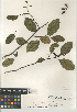  (Alnus rhombifolia - CCDB-24962-D06)  @11 [ ] CreativeCommons - Attribution Non-Commercial Share-Alike (2015) SDNHM San Diego Natural History Museum