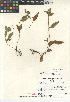  (Prunella vulgaris lanceolata - CCDB-24962-D10)  @11 [ ] CreativeCommons - Attribution Non-Commercial Share-Alike (2015) SDNHM San Diego Natural History Museum