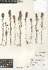  (Castilleja densiflora gracilis - CCDB-24962-E11)  @11 [ ] CreativeCommons - Attribution Non-Commercial Share-Alike (2015) SDNHM San Diego Natural History Museum
