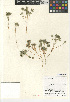  (Navarretia tagetina - CCDB-24962-F04)  @11 [ ] CreativeCommons - Attribution Non-Commercial Share-Alike (2015) SDNHM San Diego Natural History Museum