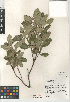  (Comarostaphylis diversifolia - CCDB-24962-H03)  @11 [ ] CreativeCommons - Attribution Non-Commercial Share-Alike (2015) SDNHM San Diego Natural History Museum