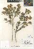  (Genista linifolia - CCDB-24962-H05)  @11 [ ] CreativeCommons - Attribution Non-Commercial Share-Alike (2015) SDNHM San Diego Natural History Museum