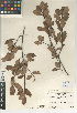  (Quercus berberidifolia x engelmannii - CCDB-24943-G03)  @11 [ ] CreativeCommons - Attribution Non-Commercial Share-Alike (2015) SDNHM San Diego Natural History Museum