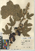  ( - CCDB-24944-F10)  @11 [ ] CreativeCommons - Attribution Non-Commercial Share-Alike (2015) SDNHM San Diego Natural History Museum