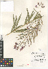  (Chamerion angustifolium - CCDB-24963-C06)  @11 [ ] CreativeCommons - Attribution Non-Commercial Share-Alike (2015) SDNHM San Diego Natural History Museum