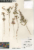  (Eremothera boothii condensata - CCDB-24963-C07)  @11 [ ] CreativeCommons - Attribution Non-Commercial Share-Alike (2015) SDNHM San Diego Natural History Museum