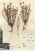  (Crocanthemum scoparium vulgare - CCDB-24963-D04)  @11 [ ] CreativeCommons - Attribution Non-Commercial Share-Alike (2015) SDNHM San Diego Natural History Museum