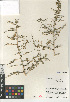  (Lycium brevipes brevipes - CCDB-24964-A06)  @11 [ ] CreativeCommons - Attribution Non-Commercial Share-Alike (2015) SDNHM San Diego Natural History Museum