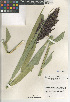  (Phragmites australis americanus - CCDB-24964-A09)  @11 [ ] CreativeCommons - Attribution Non-Commercial Share-Alike (2015) SDNHM San Diego Natural History Museum