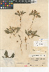  (Physalis acutifolia - CCDB-24964-B07)  @11 [ ] CreativeCommons - Attribution Non-Commercial Share-Alike (2015) SDNHM San Diego Natural History Museum