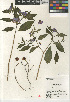  (Solanum rantonnetii - CCDB-24964-C11)  @11 [ ] CreativeCommons - Attribution Non-Commercial Share-Alike (2015) SDNHM San Diego Natural History Museum