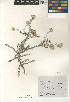  (Plecostachys serpyllifolia - CCDB-24964-E10)  @11 [ ] CreativeCommons - Attribution Non-Commercial Share-Alike (2015) SDNHM San Diego Natural History Museum