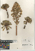 (Aeonium arboreum arboreum - CCDB-24964-G02)  @11 [ ] CreativeCommons - Attribution Non-Commercial Share-Alike (2015) SDNHM San Diego Natural History Museum