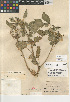  (Physalis pubescens - CCDB-24964-H08)  @11 [ ] CreativeCommons - Attribution Non-Commercial Share-Alike (2015) SDNHM San Diego Natural History Museum