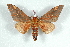  (Citheronia yucatana - BC-Her1513)  @13 [ ] Copyright (2010) Unspecified Research Collection of Daniel Herbin