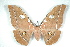  (Antheraea godmani - BC-Her1530)  @15 [ ] Copyright (2010) Unspecified Research Collection of Daniel Herbin